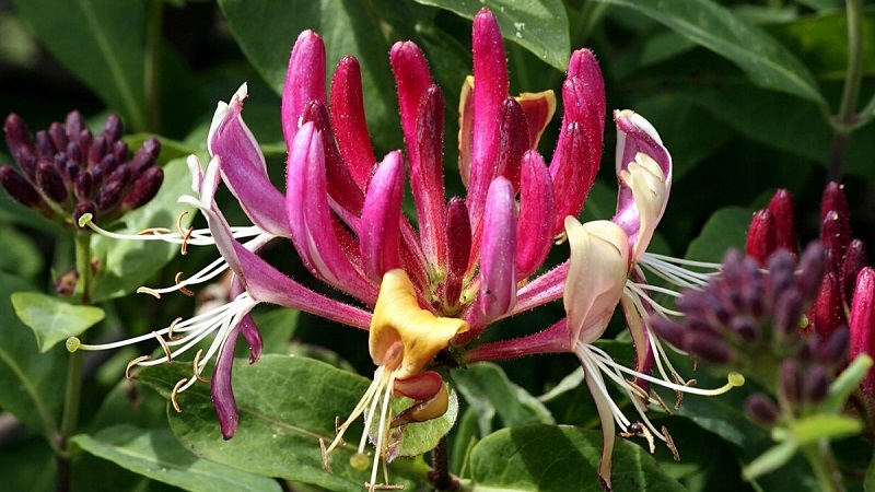 Variété décorative de chèvrefeuille Caprifol