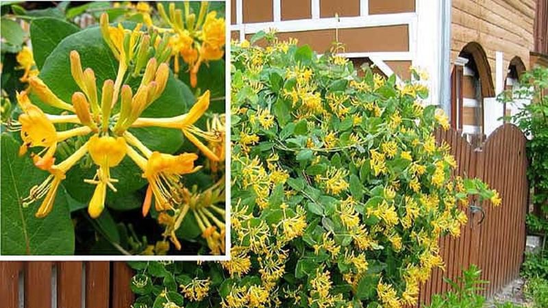 Variété décorative de chèvrefeuille Caprifol