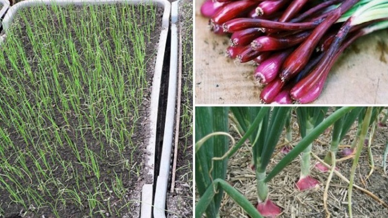 Oignons violets doux, épicés et moyennement épicés et leurs variétés