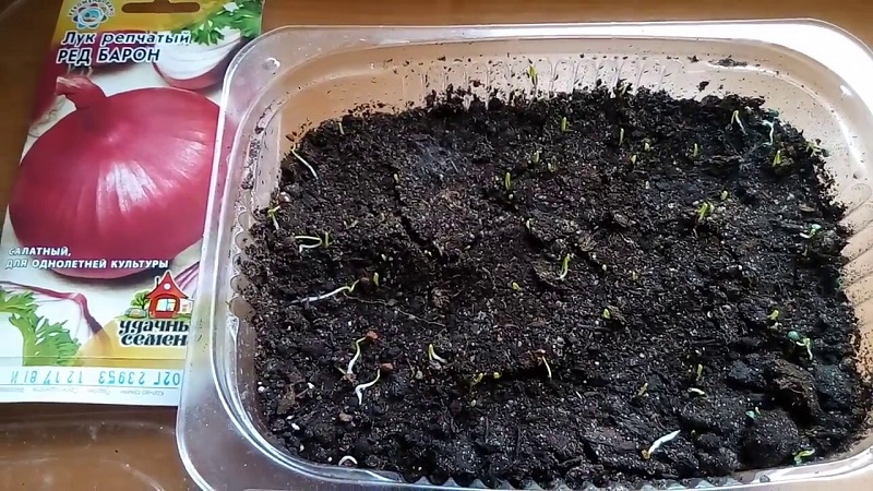 Oignons violets doux, épicés et moyennement épicés et leurs variétés