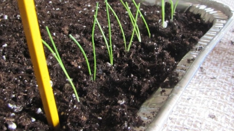 Oignons violets doux, épicés et moyennement épicés et leurs variétés