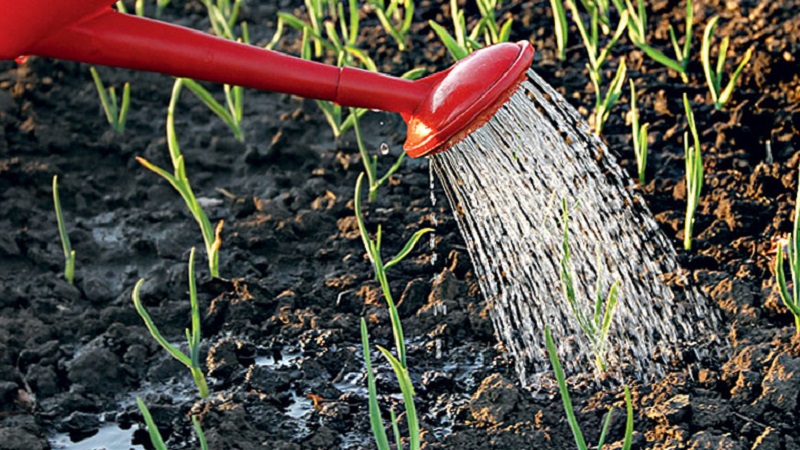 Oignons violets doux, épicés et moyennement épicés et leurs variétés