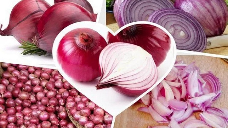 Oignons violets doux, épicés et moyennement épicés et leurs variétés