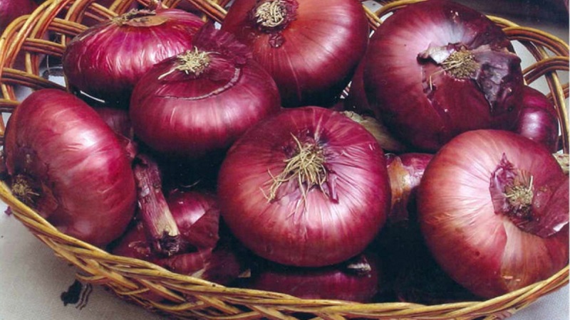 Oignons violets doux, épicés et moyennement épicés et leurs variétés