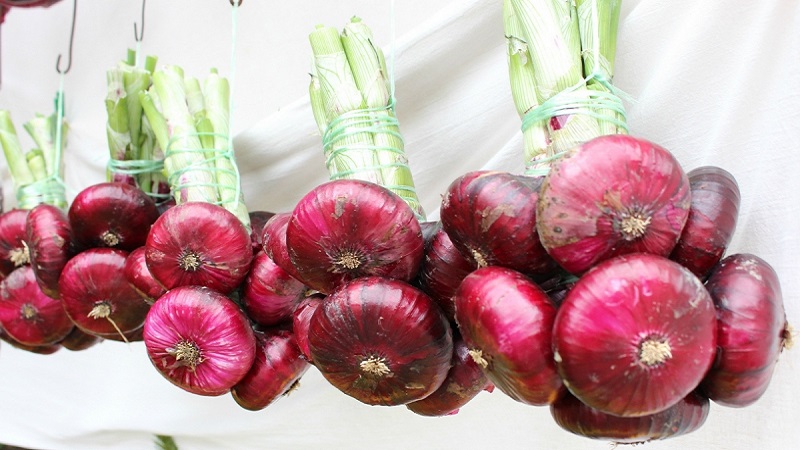 Oignons violets doux, épicés et moyennement épicés et leurs variétés