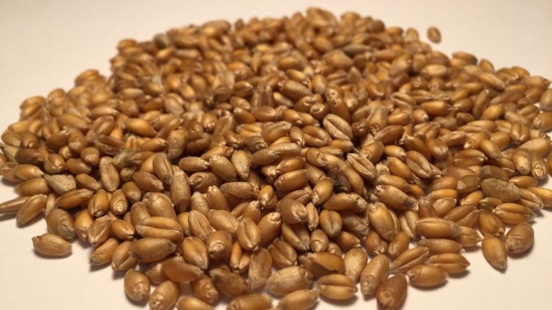 Qu'est-ce que le blé fourrager et où est-il utilisé