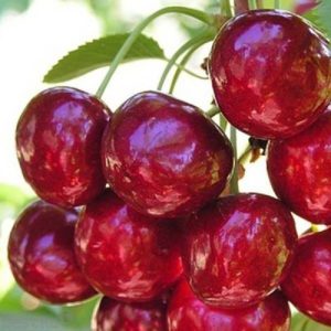Examen des meilleures variétés de cerises douces résistantes à l'hiver et critères de sélection