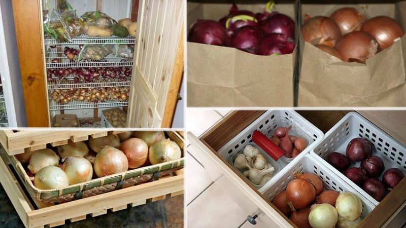 Méthodes et conditions de stockage des oignons après la récolte