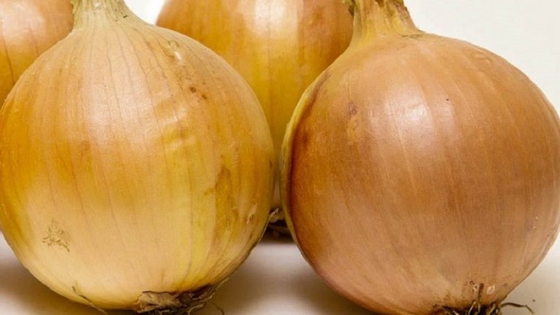 Instructions pour choisir une variété et planter des oignons hollandais pour l'hiver