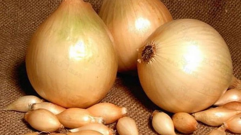 Instructions pour choisir une variété et planter des oignons hollandais pour l'hiver