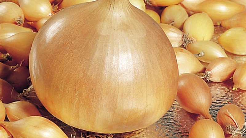 Caractéristiques de la culture et de la plantation d'ensembles d'oignons