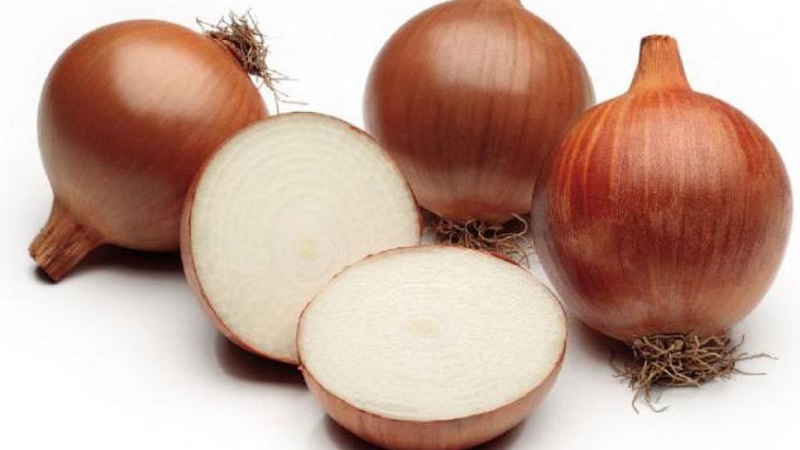 Instructions pour choisir une variété et planter des oignons hollandais pour l'hiver