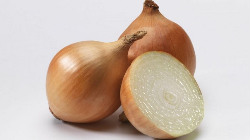 Instructions pour choisir une variété et planter des oignons hollandais pour l'hiver