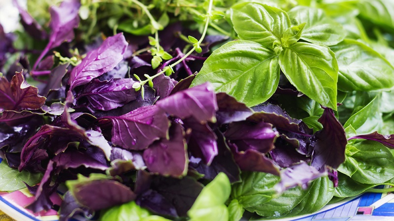 Comment préparer et prendre des produits de perte de poids au basilic