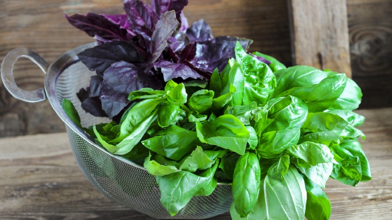 Comment préparer et prendre des produits de perte de poids au basilic