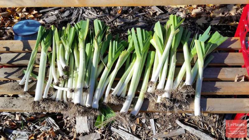 Comment bien conserver les poireaux après la récolte