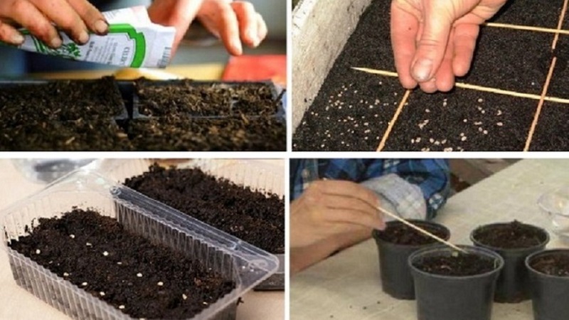 Comment et quand semer le basilic pour les semis - termes, conditions et règles