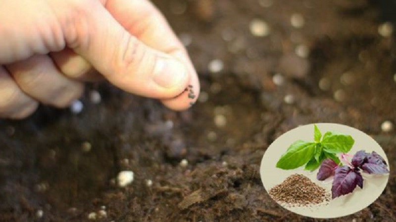 Comment et quand semer le basilic pour les semis - termes, conditions et règles