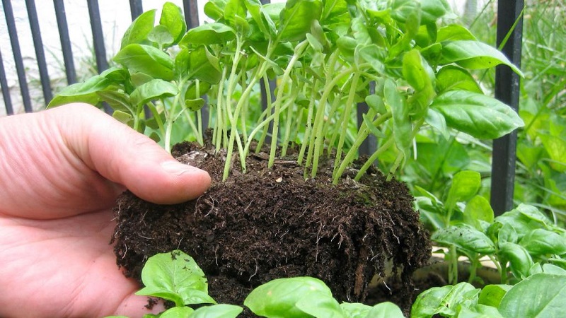 Comment et quand semer le basilic pour les semis - termes, conditions et règles