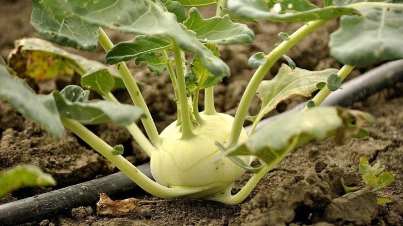 Quel est le nom du chou qui ressemble au navet