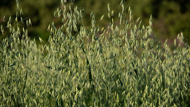 Comment préparer les graines d'avoine pour les semis, les planter correctement et faire pousser une récolte riche