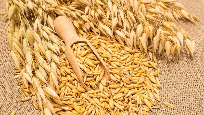 Comment préparer les graines d'avoine pour les semis, les planter correctement et faire pousser une récolte riche