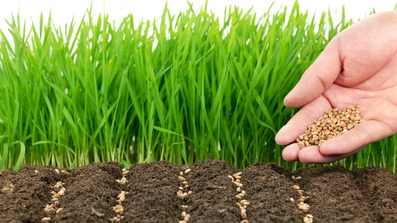 Comment préparer les graines d'avoine pour les semis, les planter correctement et faire pousser une récolte riche