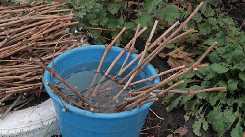 Comment planter des raisins en automne avec des boutures