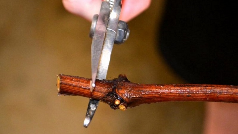 Comment planter des raisins en automne avec des boutures