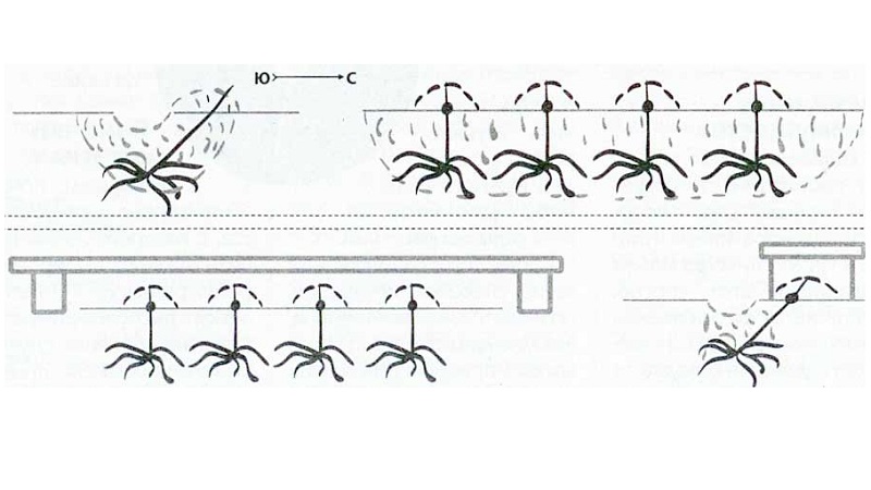 Comment planter des raisins en automne avec des boutures