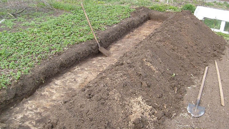 Comment planter des raisins en automne avec des boutures