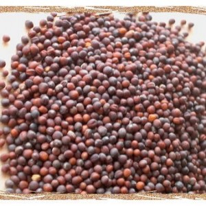 Comment planter et faire pousser correctement des plants de chou à la maison