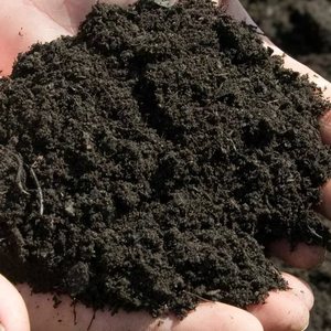 Comment planter et faire pousser correctement des plants de chou à la maison