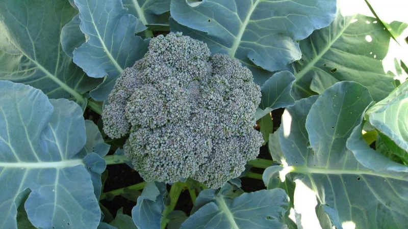 Guide étape par étape sur la façon de cultiver correctement le brocoli à la maison