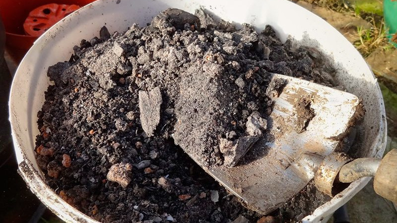 Instructions détaillées: comment faire pousser des oignons de A à Z