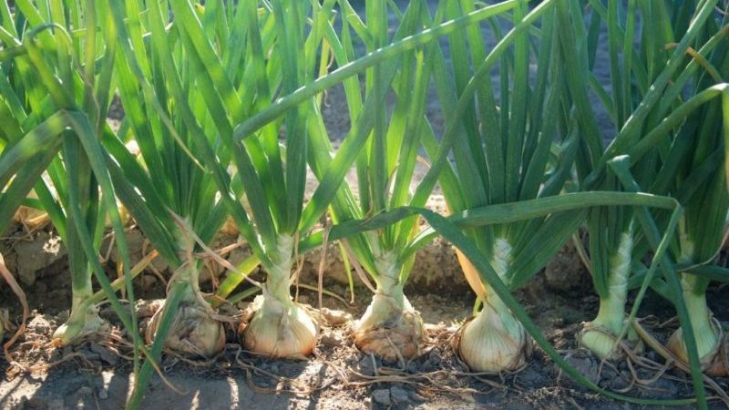 Instructions détaillées: comment faire pousser des oignons de A à Z