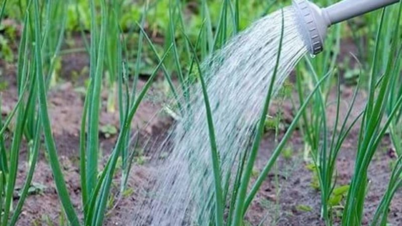 Instructions détaillées: comment faire pousser des oignons de A à Z