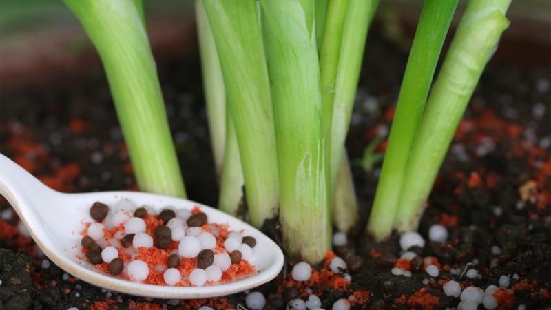 Instructions détaillées: comment faire pousser des oignons de A à Z