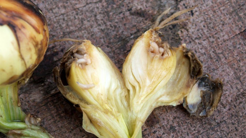 Instructions détaillées: comment faire pousser des oignons de A à Z