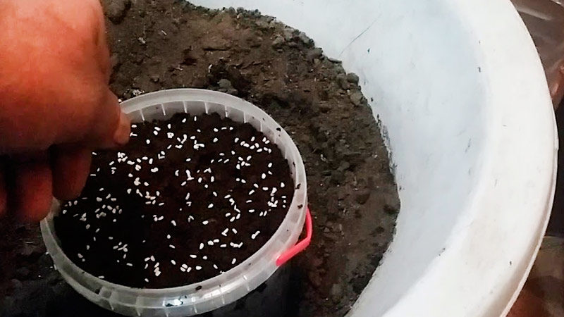 Guide du débutant: comment faire pousser des framboises à partir de graines pour semis à la maison