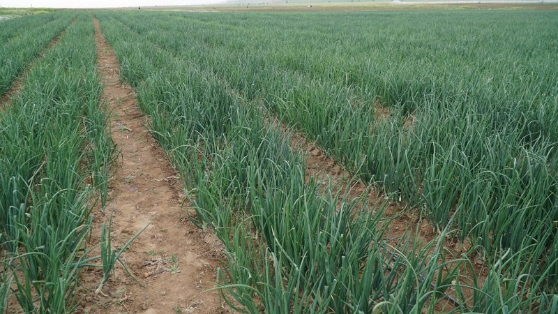 Quel est le rendement en oignons par hectare et comment l'augmenter