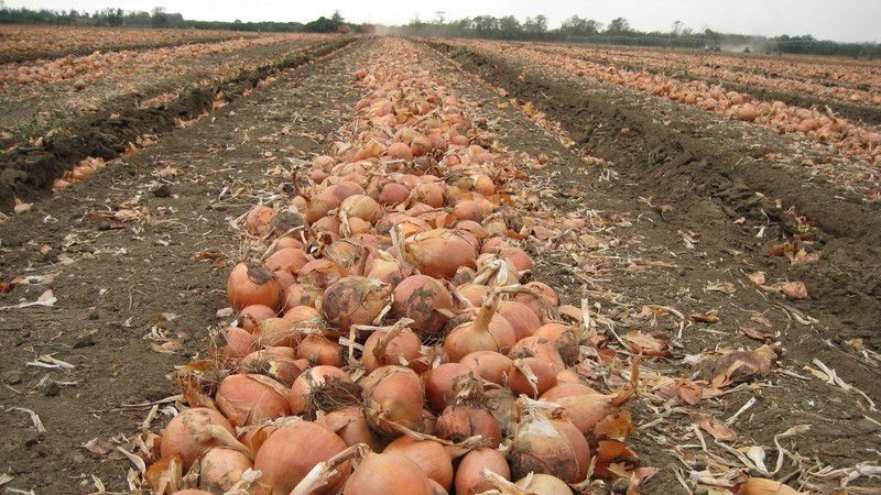 Quel est le rendement en oignons par hectare et comment l'augmenter