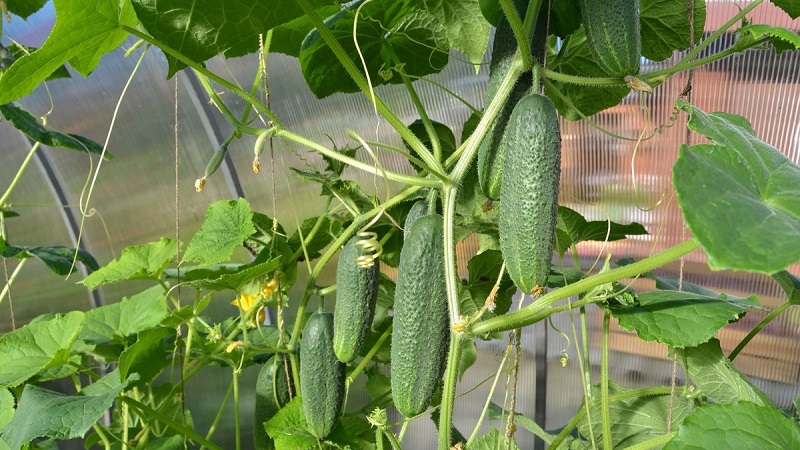 Quel est le rendement des concombres dans une serre à partir de 1 mètre carré et comment l'augmenter
