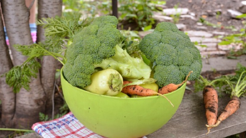 Brocoli Green Magic F1: description, caractéristiques de culture, avis