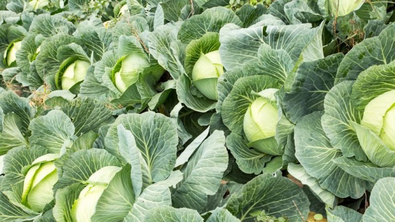 Chou hybride Nozomi F1 à maturation ultra-précoce