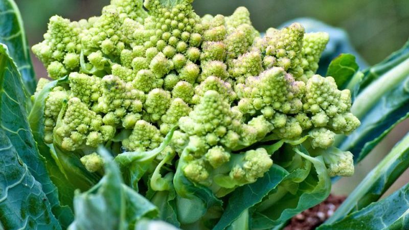 Pourquoi le chou Romanesco est-il utile, à quoi il ressemble sur la photo, est-il difficile de le cultiver et comment le cuire