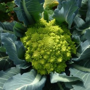 Pourquoi le chou Romanesco est-il utile, à quoi il ressemble sur la photo, est-il difficile de le cultiver et comment le cuire