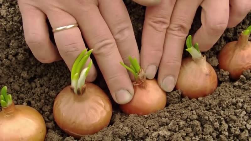 Quand planter des oignons familiaux avant l'hiver et est-ce possible dans l'Oural