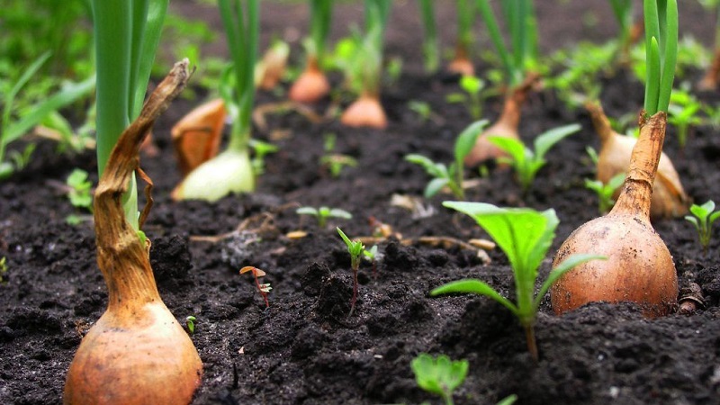 Quand planter des oignons familiaux avant l'hiver et est-ce possible dans l'Oural