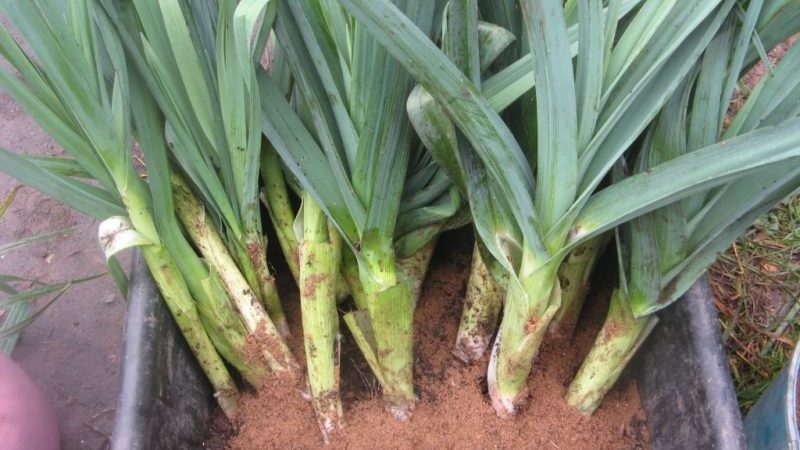 Quand récolter les poireaux et comment les conserver